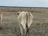 雌牛, Latvian Blue cattle — 写真 3