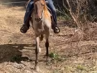 Cheval, Rocky Mountain Horse — photo 5
