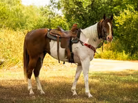 घोड़ा, American paint horse — फ़ोटो 4