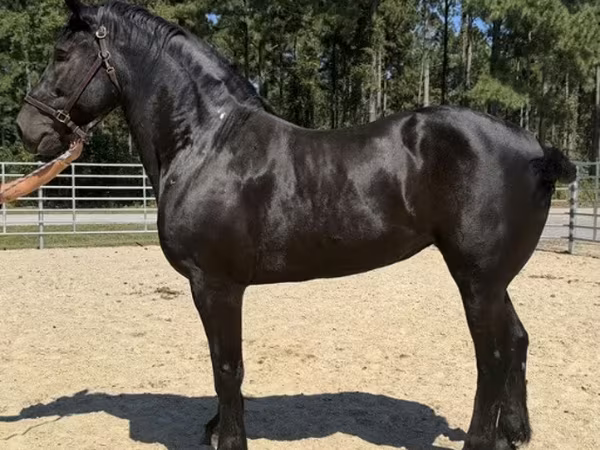 فرس, Percheron
