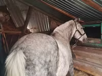 घोड़ी, Ukrainian Riding Horse — फ़ोटो 2