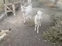 公山羊, Russian White goat — 照片 5