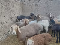 Oveja, Arashan sheep — foto 6