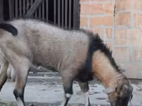 公山羊, Nubian Goat — 照片 3