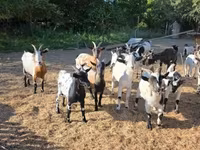 Ziege, Nigerian dwarf goats — Foto 6