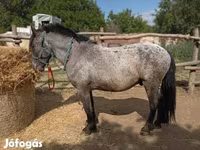 Cheval, Appaloosa — photo 3