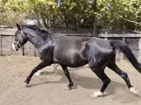 公马, Horses — 照片 1