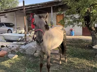 Horse (M), Tiger horse — photo 1