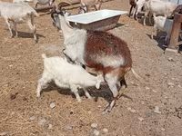 Chèvre, Toggenburg goat — photo 5