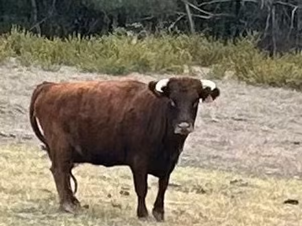 Vache, Dexter