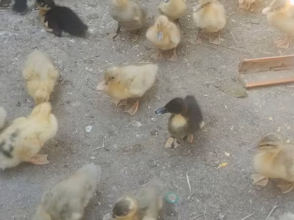 Canard musqué domestique