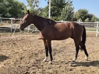 Cheval, Chevaux — photo 4