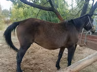 Mare, Horses — photo 1