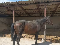 Cheval, Karachay horse — photo 5