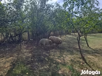 Widder, Tsigai sheep — Foto 3