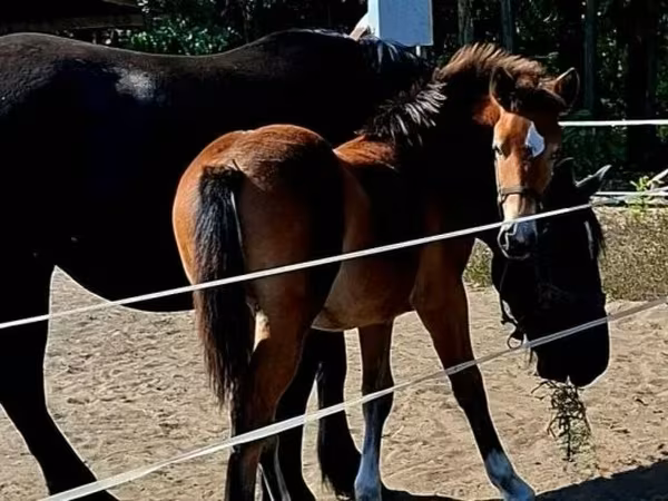 Kobyła, Haflinger