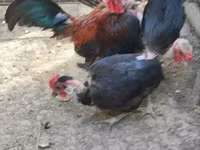 Chickens — Foto 4