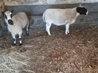 كبش, Dorper sheep — الصورة 5