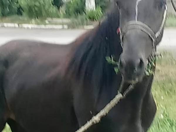 Koń, Priob horse