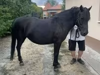Klisna, Hucul pony — foto 5