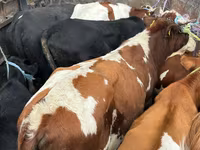 Byk, Simmental cattle — zdjęcie 1