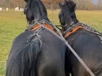घोड़ा, Hungarian horse breed — फ़ोटो 3