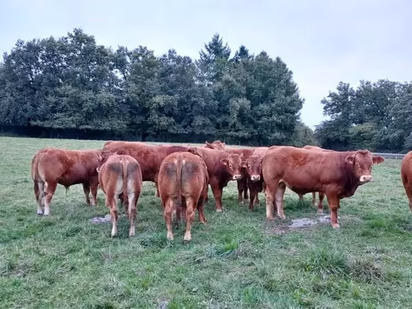 Taureau, Vache limousine — France