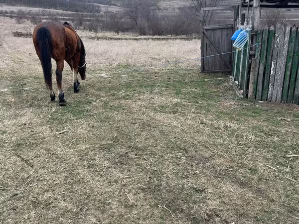 Horse (M), Horses