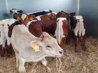 Taureau, Simmental cattle — photo 3
