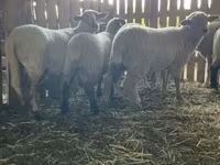 母羊, Merinoland sheep — 照片 5