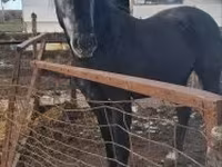Koń, Lipizzaner — zdjęcie 4