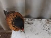 Danish hen — photo 2