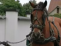 母马, Horses — 照片 1