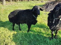 Ram, Tian-Shan semifinewool sheep — photo 3