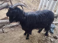 Chèvre, Dagestan coarsewool goat — photo 1
