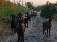 Cabra, Damask goat — foto 2