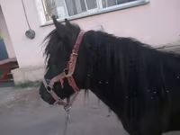Jument, Shetland Pony — photo 4