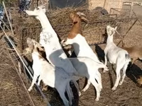 बकरी, Boer goat — फ़ोटो 3