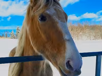 Hengst, Racking Horse — Foto 4