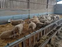 Brebis, Rouge de l’Ouest sheep — photo 1