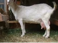 Boucs, Saanen goat — photo 4