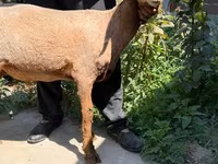 Brebis, Jaidara sheep — photo 2