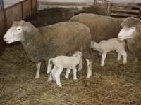 Bélier, Dorset horn sheep — photo 3