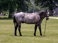 Caballo, Quarter Horse — foto 4
