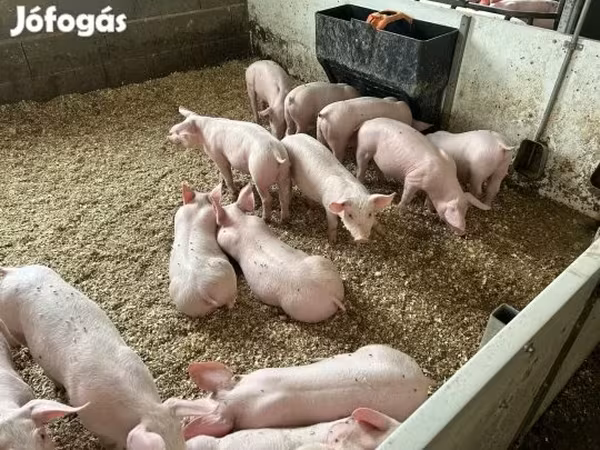 Porcs (lot, sexe non indiqué), Гипор