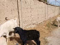 公山羊, Goats — 照片 6