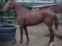 حصان, Trakehner — الصورة 7