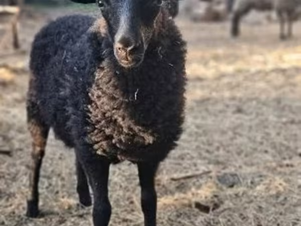 Schaf, Racka sheep