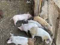 Prasnice, Prasata — foto 1
