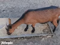 Cabra, Alpine goat — foto 3